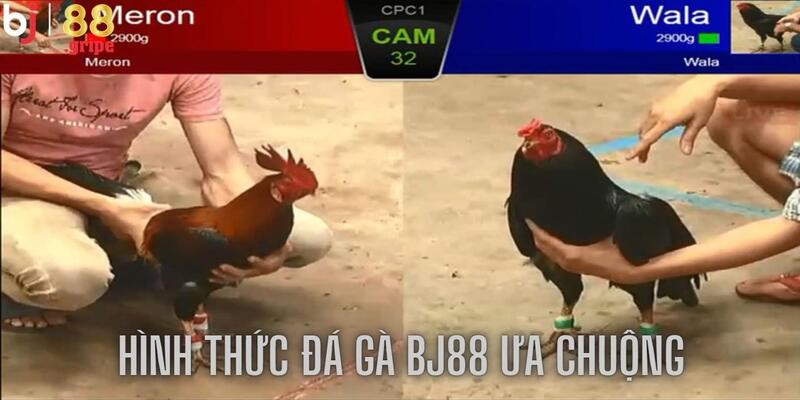 Đá gà BJ88: Sảnh đá gà Thomo trực tuyến rực lửa cầu trường 4 Mang đến các hình thức đa dạng, chất lượng hấp dẫn