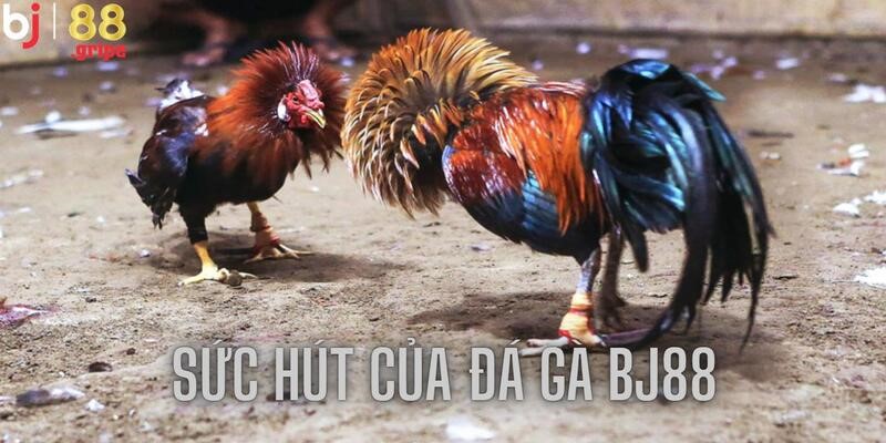 Đá gà BJ88: Sảnh đá gà Thomo trực tuyến rực lửa cầu trường 5 Kèo cược hấp dẫn mang tới sự kịch tính khó cưỡng