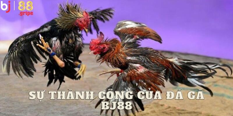 Đá gà BJ88: Sảnh đá gà Thomo trực tuyến rực lửa cầu trường 2 Thông tin chi tiết về sảnh đá gà BJ88 đặc biệt